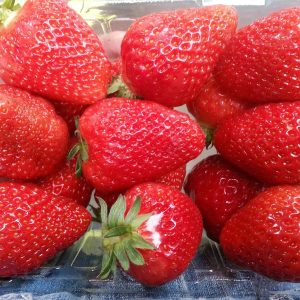 Chậu cây giống dâu Hàn Santa trồng ổn định đang sắp cho hoa hoặc đẻ ngó - Giống trái to, đỏ và ngọt