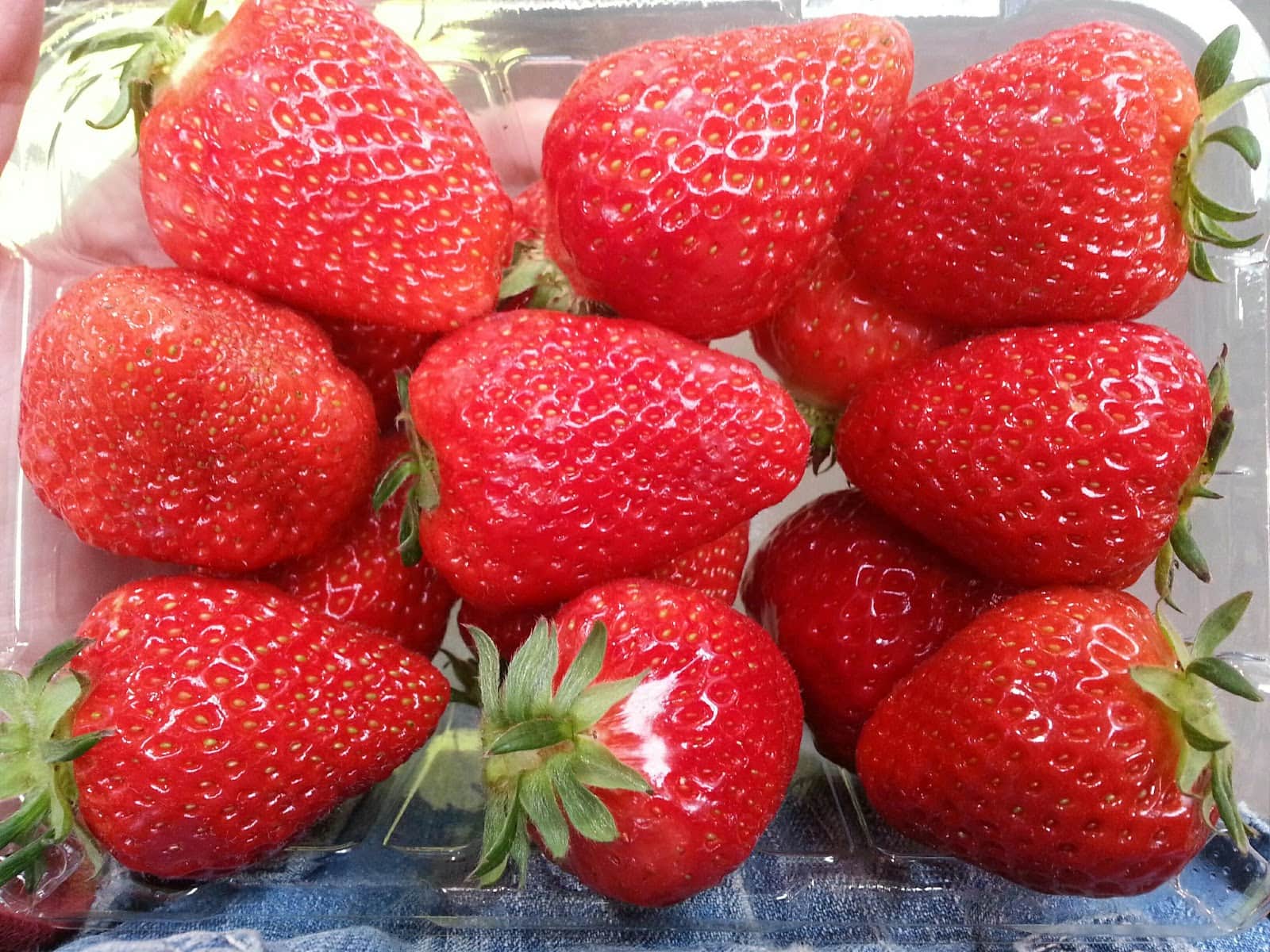 dau-santa-2 Chậu cây giống dâu Hàn Santa trồng ổn định đang sắp cho hoa hoặc đẻ ngó - Giống trái to, đỏ và ngọt