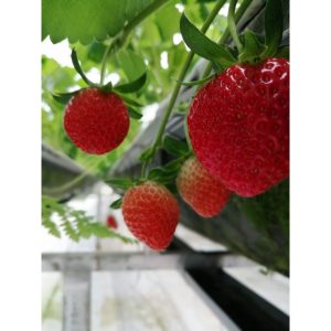 Chậu cây giống dâu Hàn Santa trồng ổn định đang sắp cho hoa hoặc đẻ ngó - Giống trái to, đỏ và ngọt