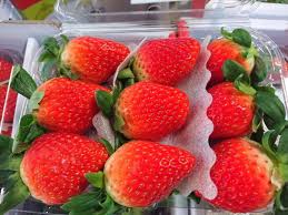 [Ngó] Cây giống dâu Hàn Santa - Giống trái to, đỏ và ngọt