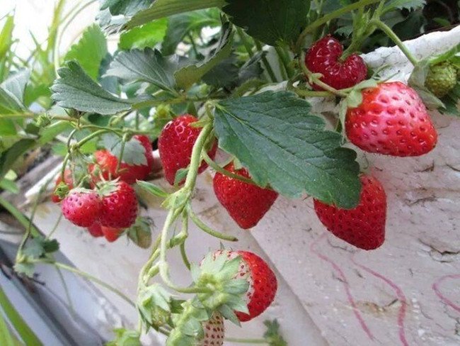 CÁCH TRỒNG VÀ CHĂM SÓC DÂU TÂY TẠI NHÀ CHO TRÁI CHÍN ĐỎ MỌNG