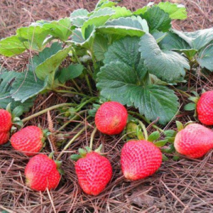 Chậu cây giống dâu Nhật lùn trồng ổn định đang sắp cho hoa hoặc đẻ ngó - Giống siêu trái chịu nhiệt cực tốt