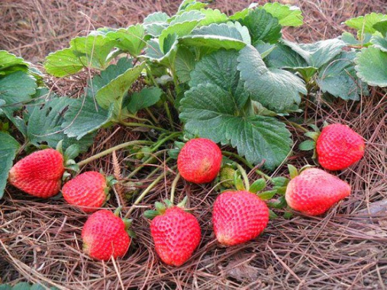 dau-tay-chiu-nhiet-de-trong Chậu cây giống dâu Nhật lùn trồng ổn định đang sắp cho hoa hoặc đẻ ngó - Giống siêu trái chịu nhiệt cực tốt