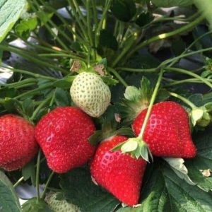 [Ngó] Cây giống dâu Đài Loan - Giống hiếm siêu ngọt thơm ngon