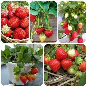 Gói 0.05gr hạt giống dâu tây đỏ F1 rainbow