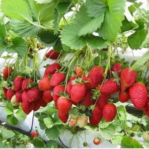 Gói 0.05gr hạt giống dâu tây đỏ F1 rainbow