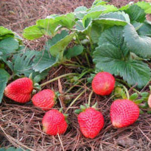 Gói 0.05gr hạt giống dâu tây đỏ F1 rainbow