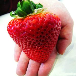 Gói 100 hạt giống dâu tây Nhật Bản trái lớn