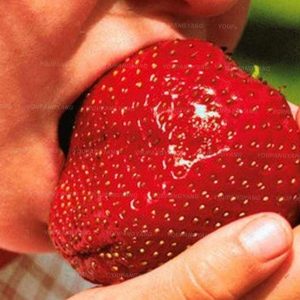 Gói 100 hạt giống dâu tây Nhật Bản trái lớn