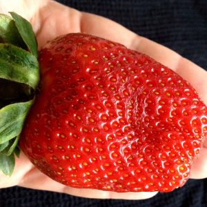 Gói 100 hạt giống dâu tây Nhật Bản trái lớn