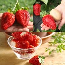 Gói 100 hạt giống dâu tây Nhật Bản trái lớn
