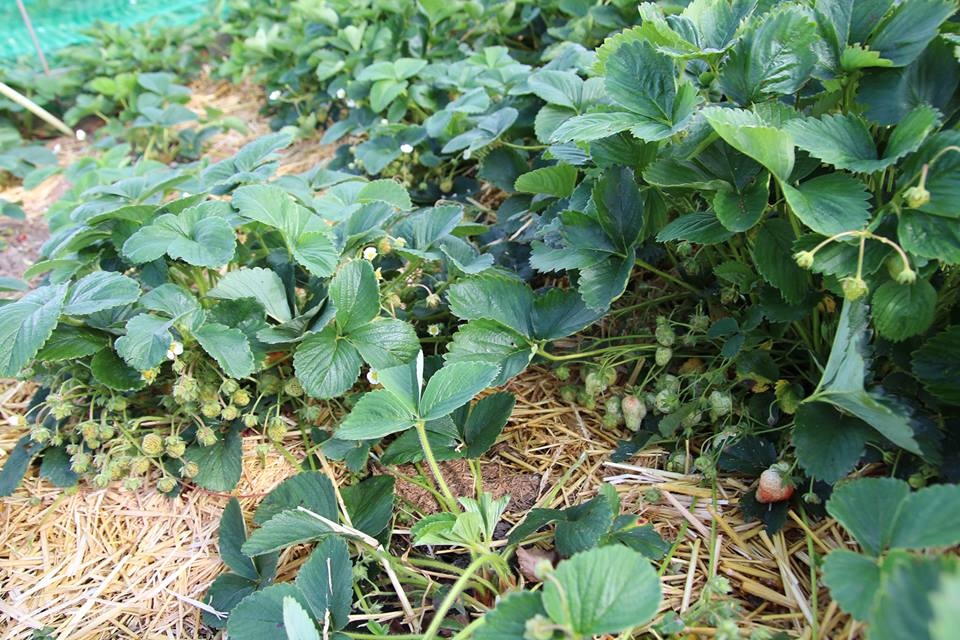 dau-tay-ra-hoa-nhung-khong-dau-qua-1-1 TẠI SAO DÂU TÂY RA HOA NHƯNG KHÔNG ĐẬU QUẢ?