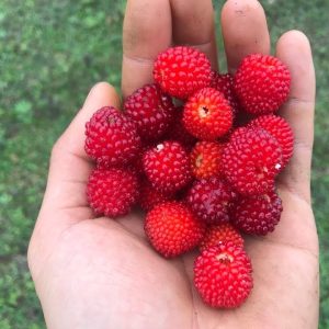 Gói 20  hạt giống Dâu Tây Rừng Wild Mini