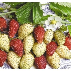 Gói 30  hạt giống Dâu Tây Trắng Ngọt Vesca