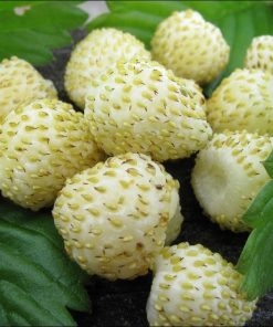 Gói 30  hạt giống Dâu Tây Trắng Ngọt Vesca