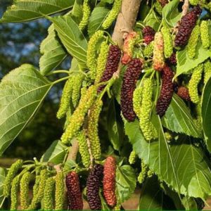 [Cây giống] Dâu trái dài - Dâu Tằm Đài Loan giống chuẩn