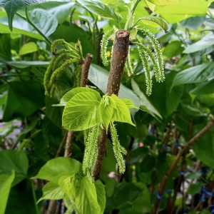 Cây giống dâu trái dài đang sẵn trái cao 1.3-1.5m