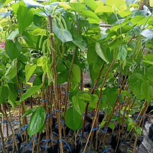 Cây giống dâu trái dài đang sẵn trái cao 1.3-1.5m