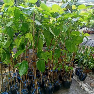 Cây giống dâu trái dài đang sẵn trái cao 1.3-1.5m