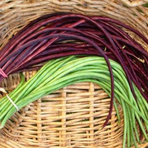 Gói 10GR hạt giống Đậu Đũa Tím Cao Sản (Da Tím)