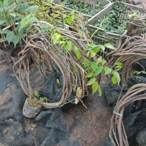 Tử Đằng thân leo dài 4m