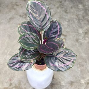 [Cây phong thủy] Đuôi công tím - CayGiongTot