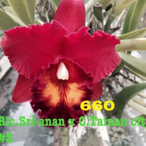 Combo 5 Cây Lan Cattleya Giống - Nhập Thái Lan