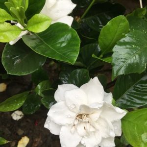 [Cây giống hoa] Bạch thiên hương - CayGiongTot