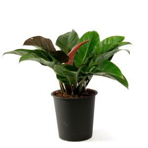 [Cây phong thủy] Trầu bà đế vương đỏ nâu - CayGiongTot