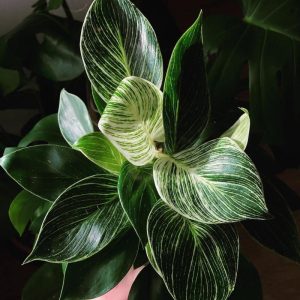 [Cây phong thủy] Đế Vương Kim Cương - CayGiongTot