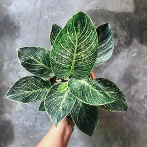 [Cây phong thủy] Đế Vương Kim Cương - CayGiongTot