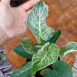 [Cây phong thủy] Đế Vương Kim Cương - CayGiongTot