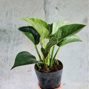 [Cây phong thủy] Đế Vương Kim Cương - CayGiongTot