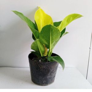 [Cây phong thủy] Trầu bà đế vương vàng - CayGiongTot