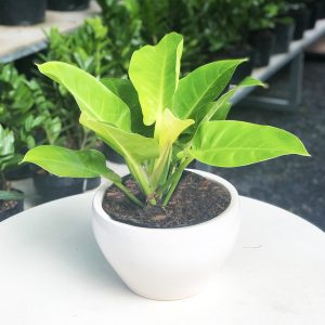 [Cây phong thủy] Trầu bà đế vương vàng - CayGiongTot