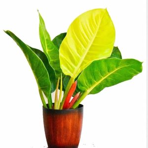 [Cây phong thủy] Trầu bà đế vương vàng - CayGiongTot