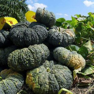 Gói 5 hạt giống Bí Đỏ Da Cóc F1 SV 569