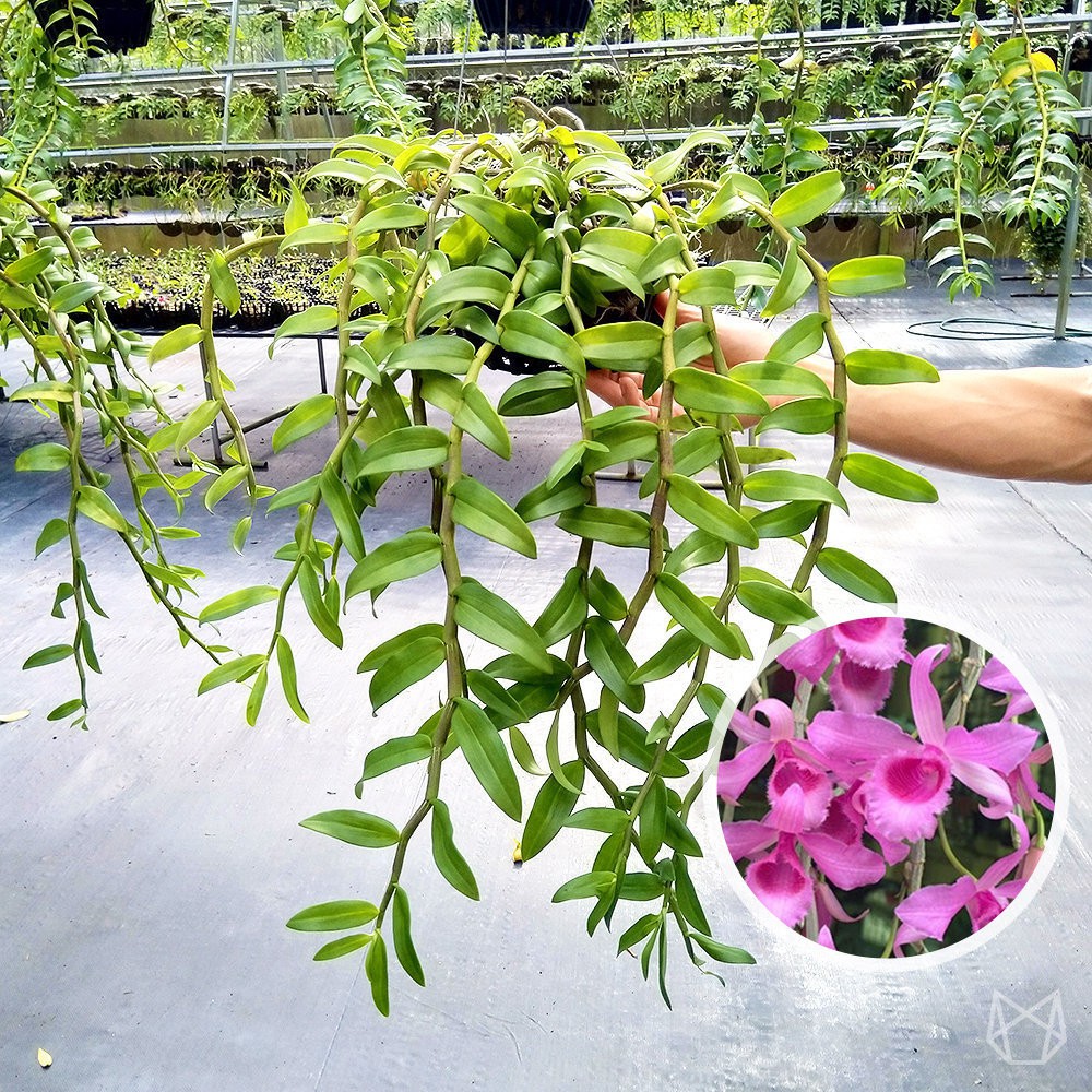 Phi Điệp Hoa Hồng Đỏ [Vườn lan ANVY] | Shopee Việt Nam