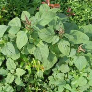 Gói 10gr hạt giống rau dền cơm