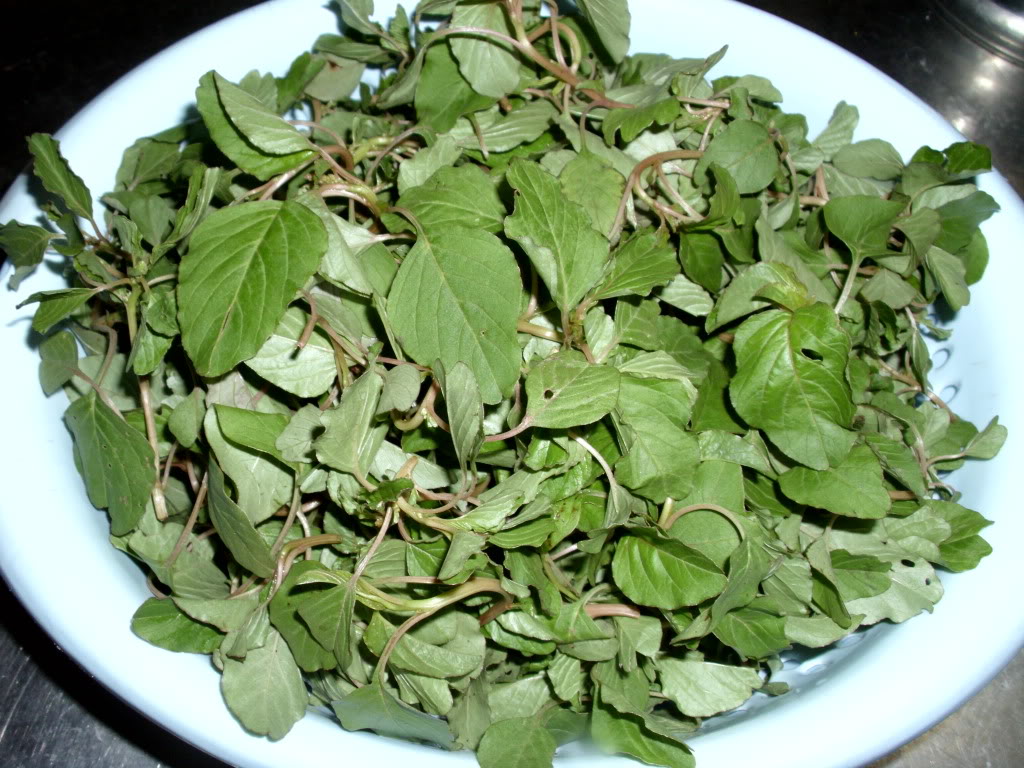 Gói 10gr hạt giống rau dền cơm