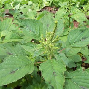 Gói 10gr hạt giống rau dền cơm