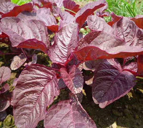 den-do-3-8d3b61aa-699a-4208-ad20-0f6359b56a35-1 Gói 20g hạt giống rau dền đỏ - Nanuseeds