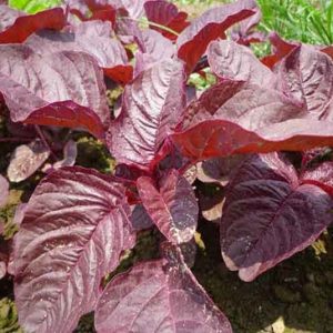 Gói 20g hạt giống rau dền đỏ - Nanuseeds