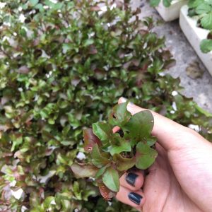 Combo 10 cây giống rau dền Nhật - Cải Xoong Nhật - giống rau bổ dưỡng cực dễ trồng