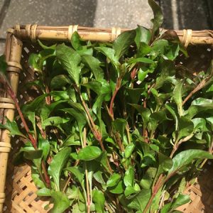 Chậu cây giống rau dền Nhật - cải Xoong Nhât- giống rau bổ dưỡng cực dễ trồng