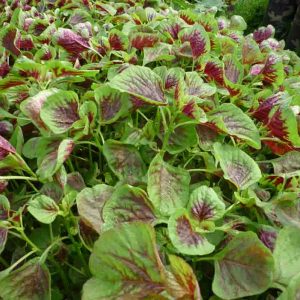 Gói 100g hạt giống rau dền Tiều xanh đỏ - Nanuseeds