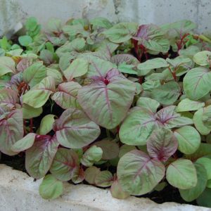 Gói 20g hạt giống rau dền Tiều xanh đỏ - Nanuseeds