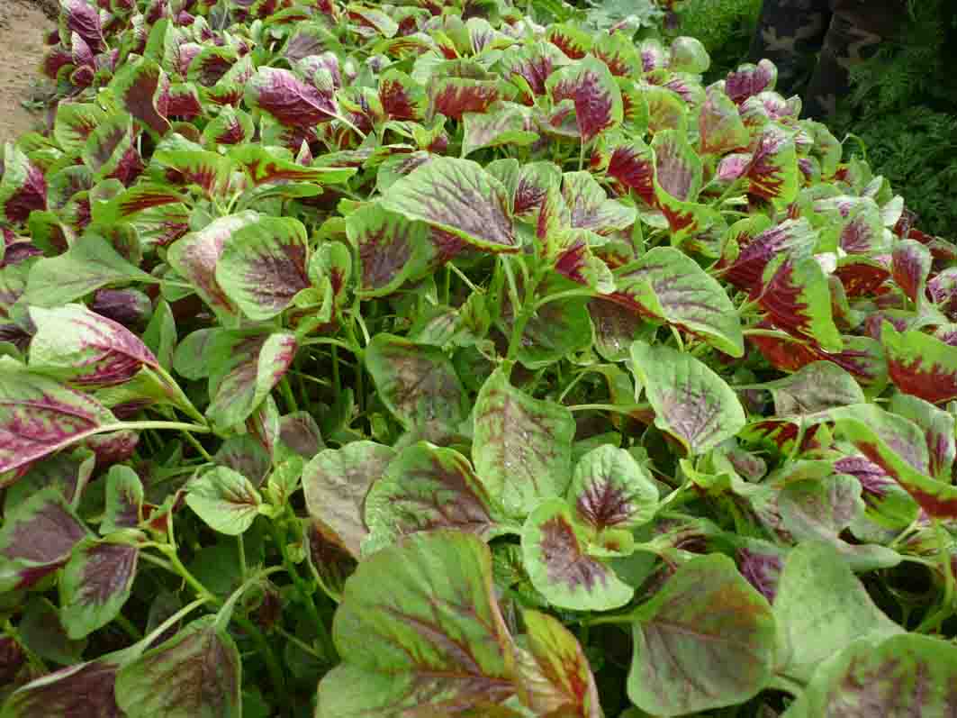 Gói 20g hạt giống rau dền Tiều xanh đỏ - Nanuseeds