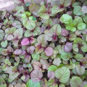 Gói 20g hạt giống rau dền Tiều xanh đỏ - Nanuseeds