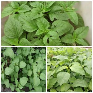 Gói 20g hạt giống rau dền Xanh - Nanuseeds